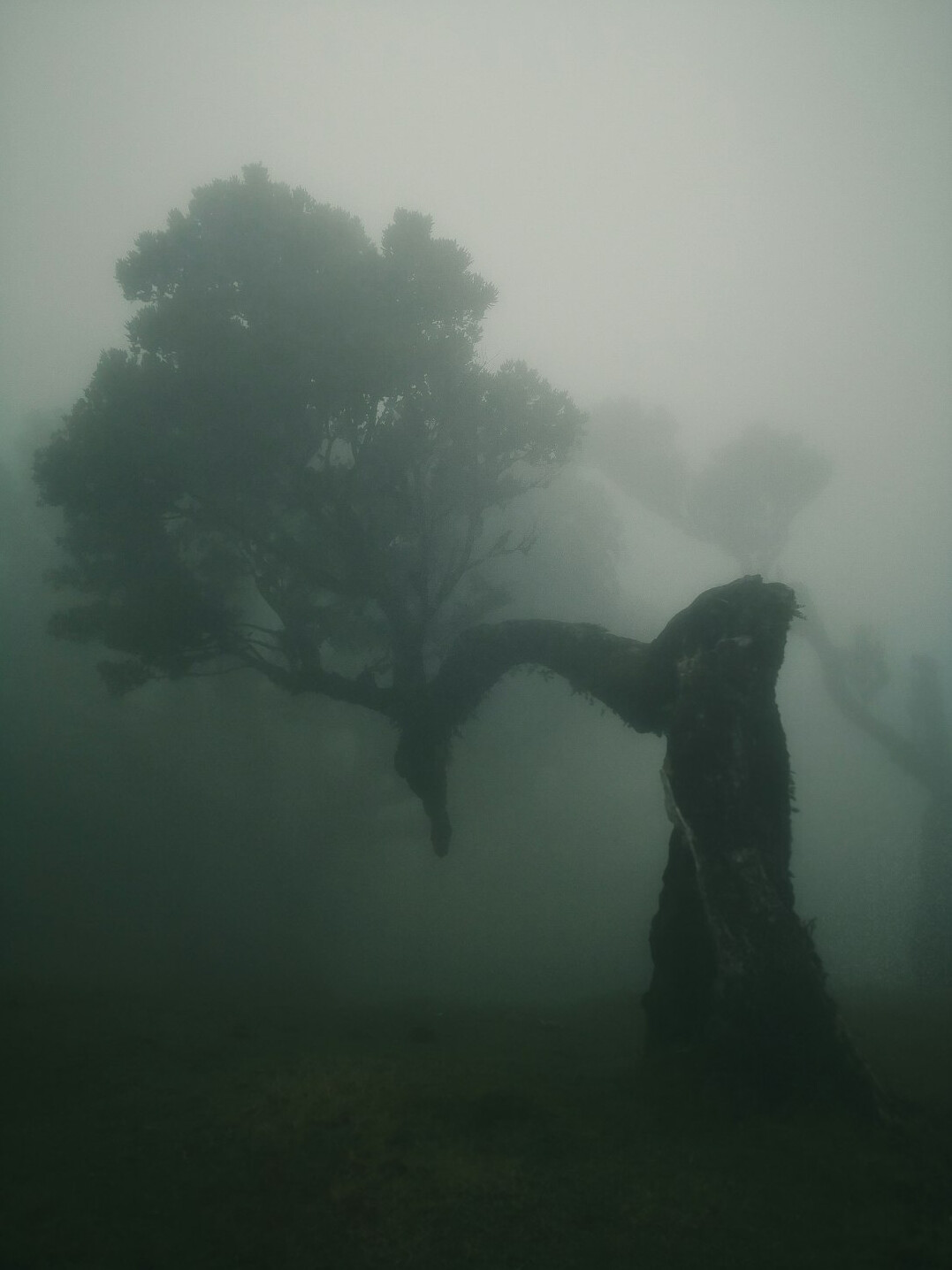 dark silhouette in fog